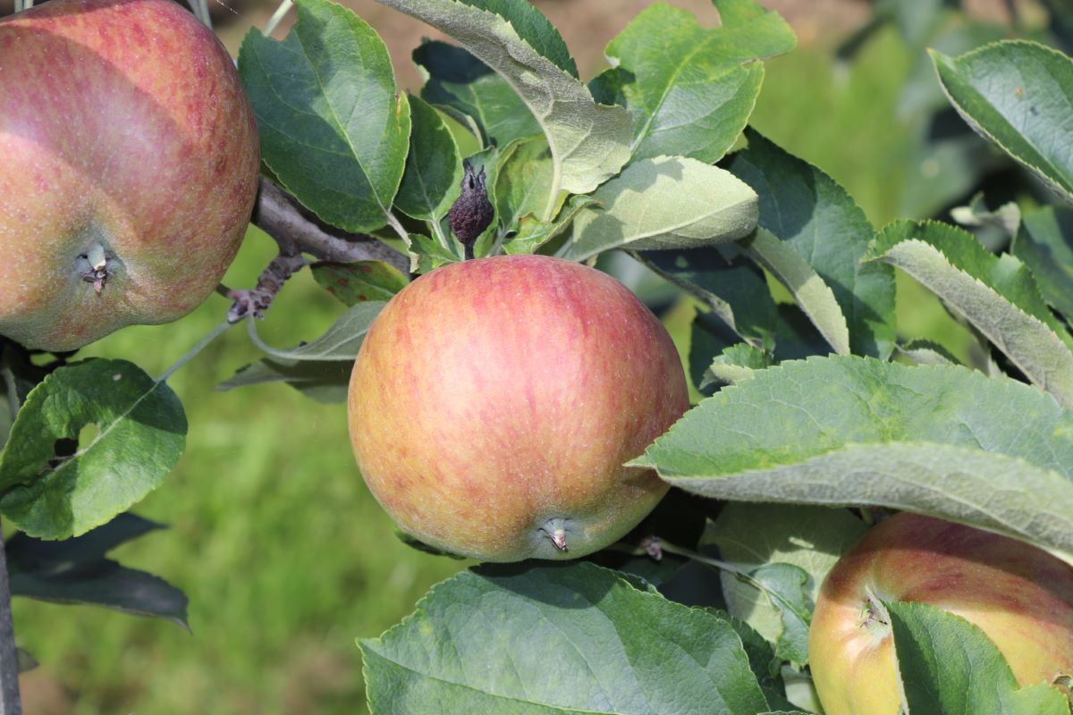 Affolters Erdbeerapfel