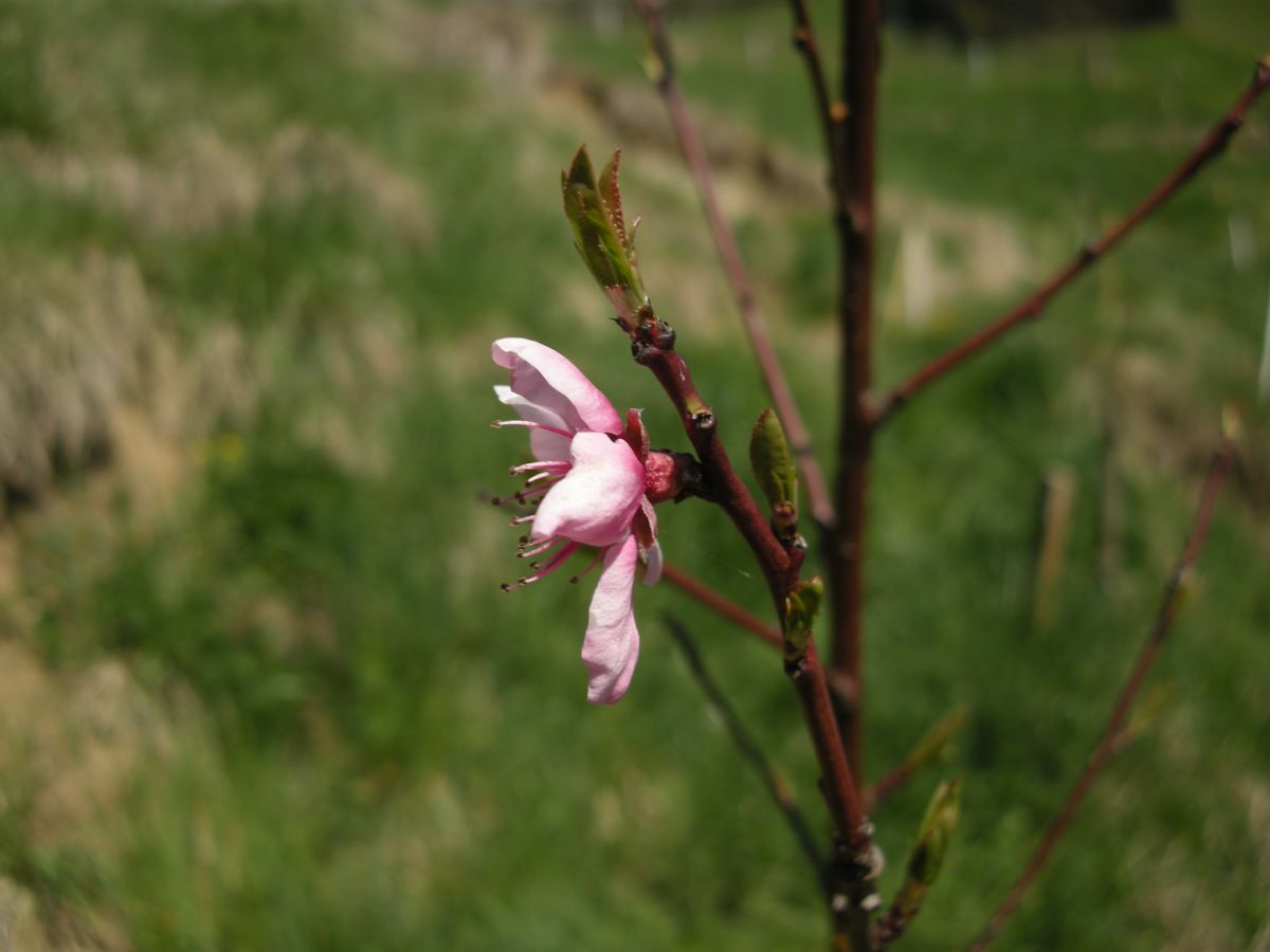 Pesco della vigna Riddes 016