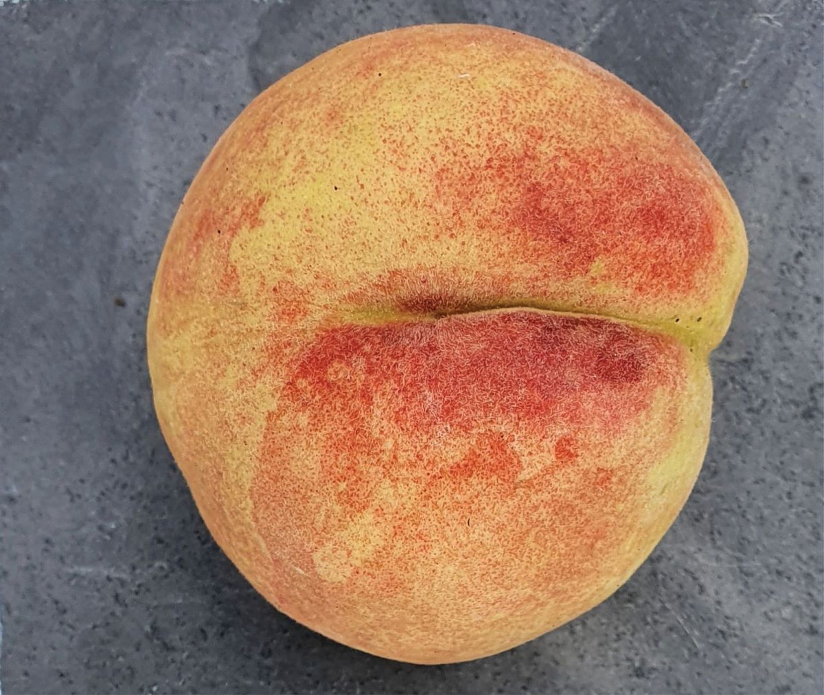 Giallastro di Therwil