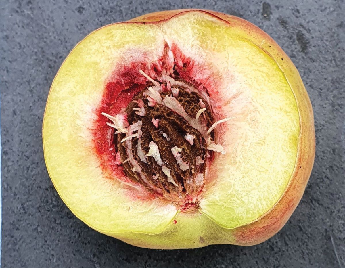 Giallastro di Therwil