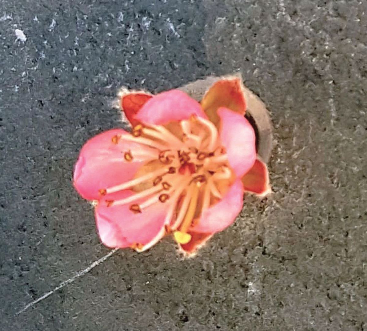 Giallastro di Therwil