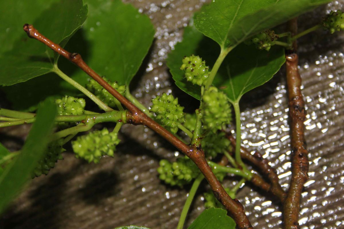 Bianco di Sant'Evasio