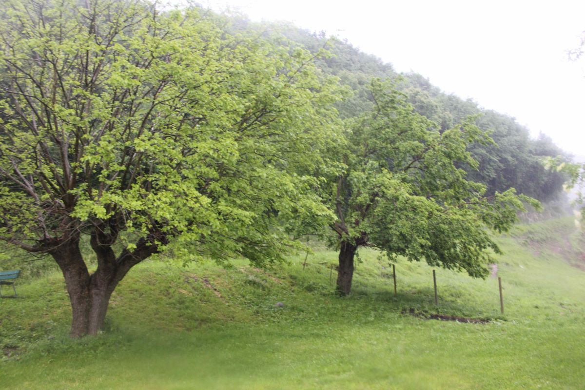 Bianco di Sant'Evasio