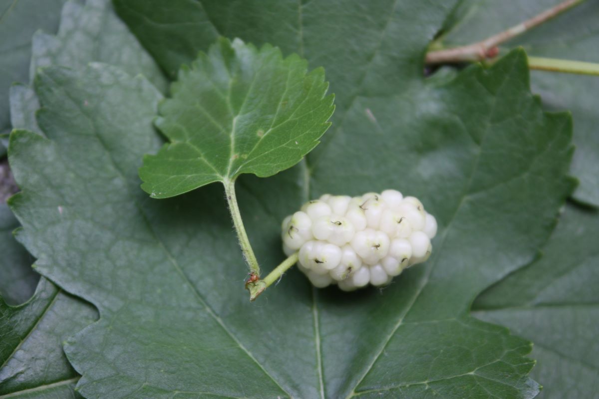 Bianco Zürich Rämistrasse