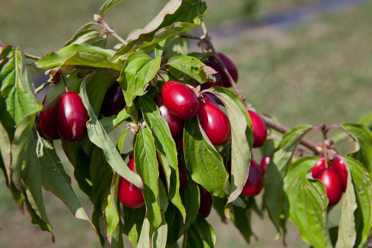 Schönbrunner Gourmet Dirndl