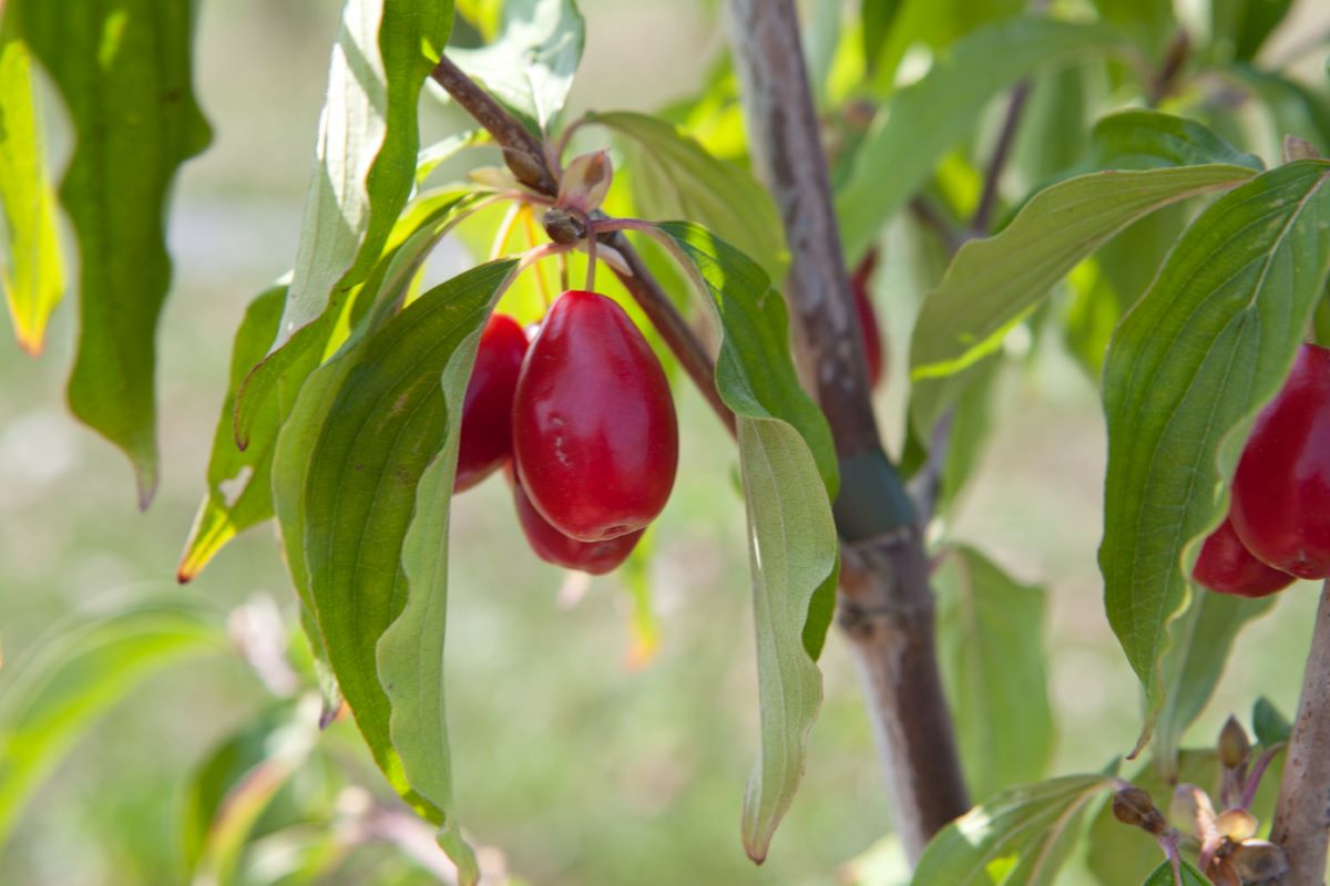 Schönbrunner Gourmet Dirndl