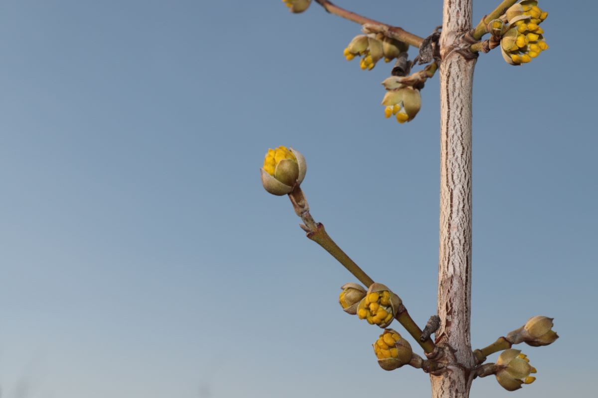 Schönbrunner Gourmet Dirndl