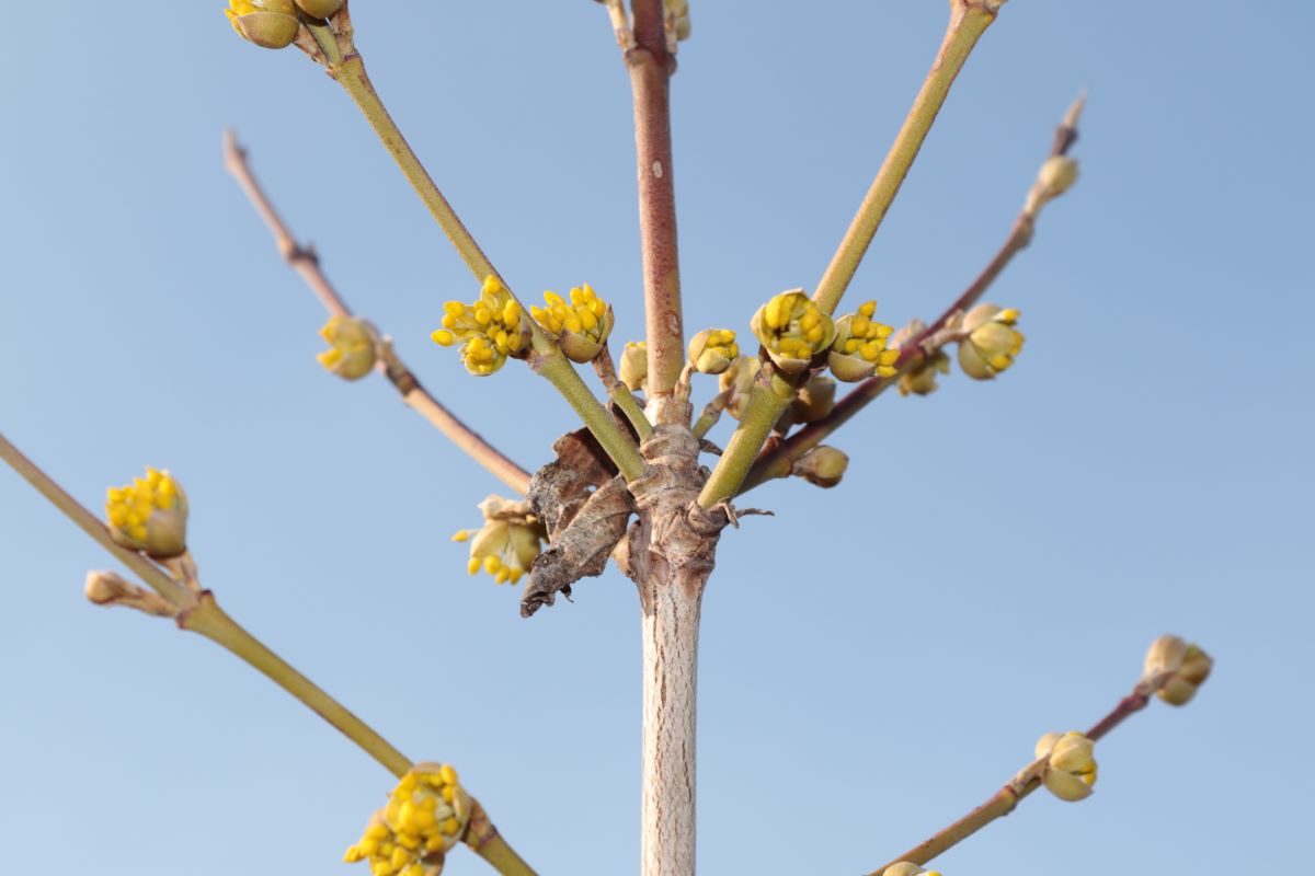 Schönbrunner Gourmet Dirndl