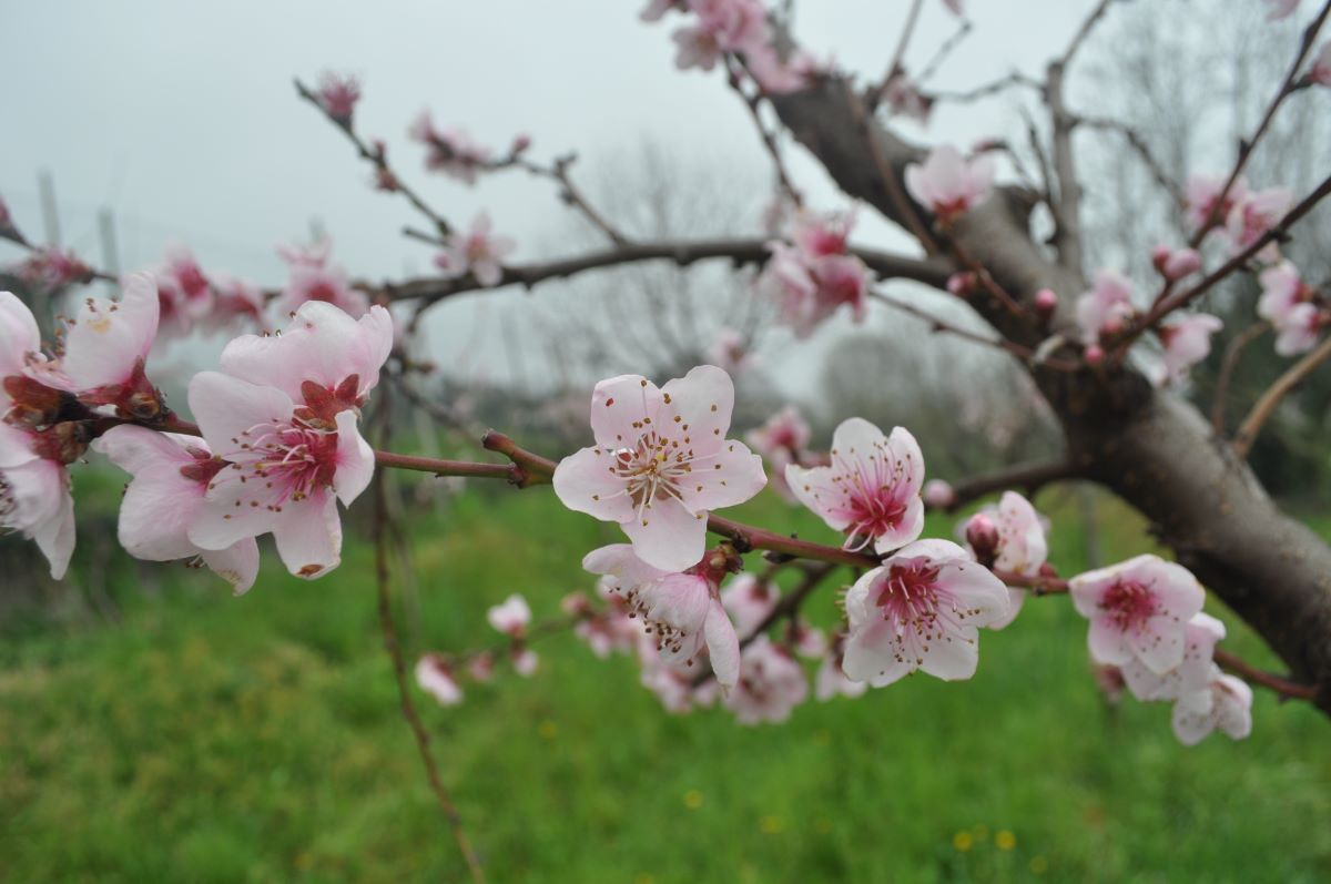 Giallo Chiaro di Carabbia