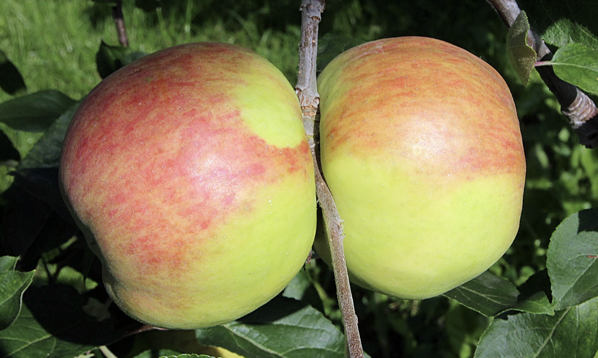 Teltower Wintergravensteiner