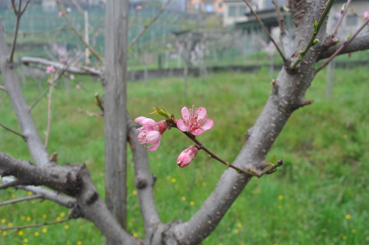 Pesco di Vigna di Brusino 8