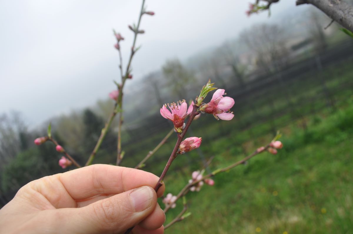 Pesco di Vigna di Brusino 8