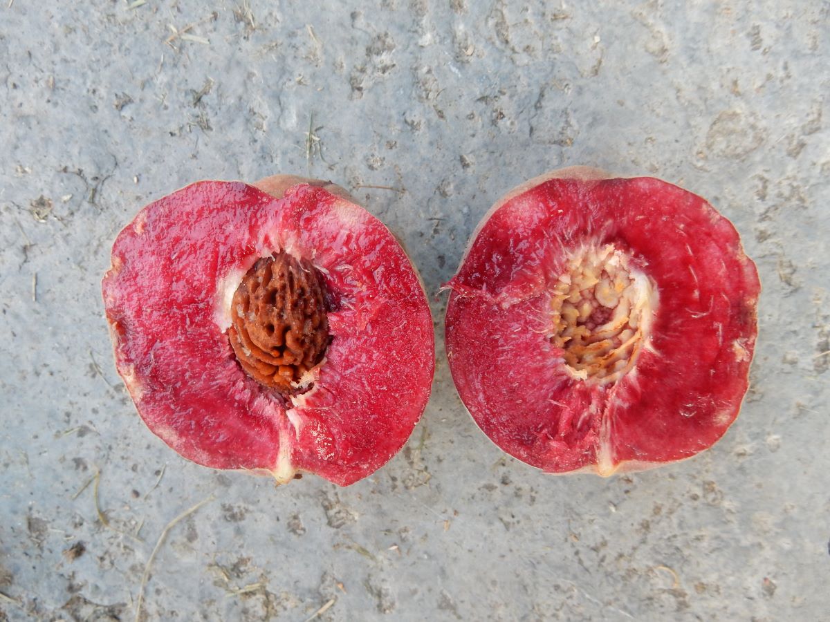 Rosavioletter aus Cagiallo