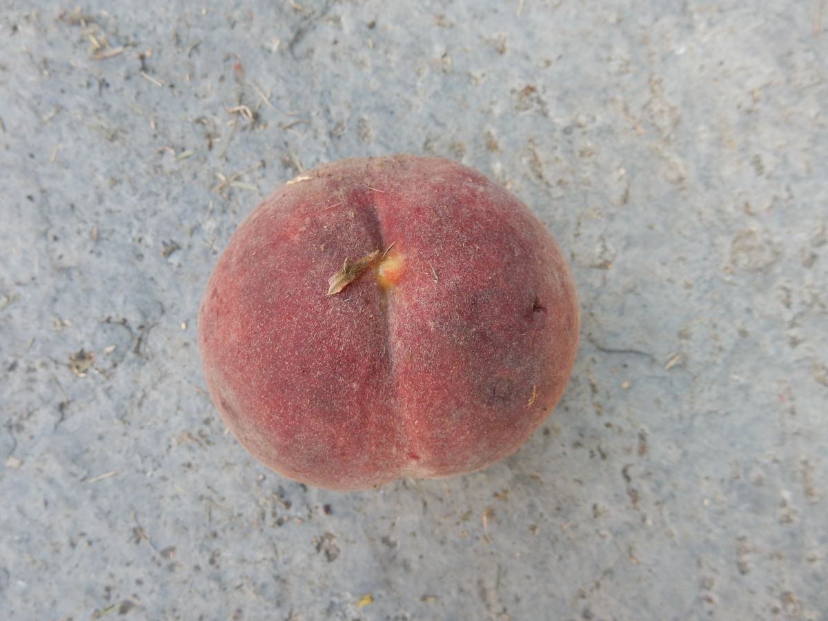 Rosavioletter aus Cagiallo