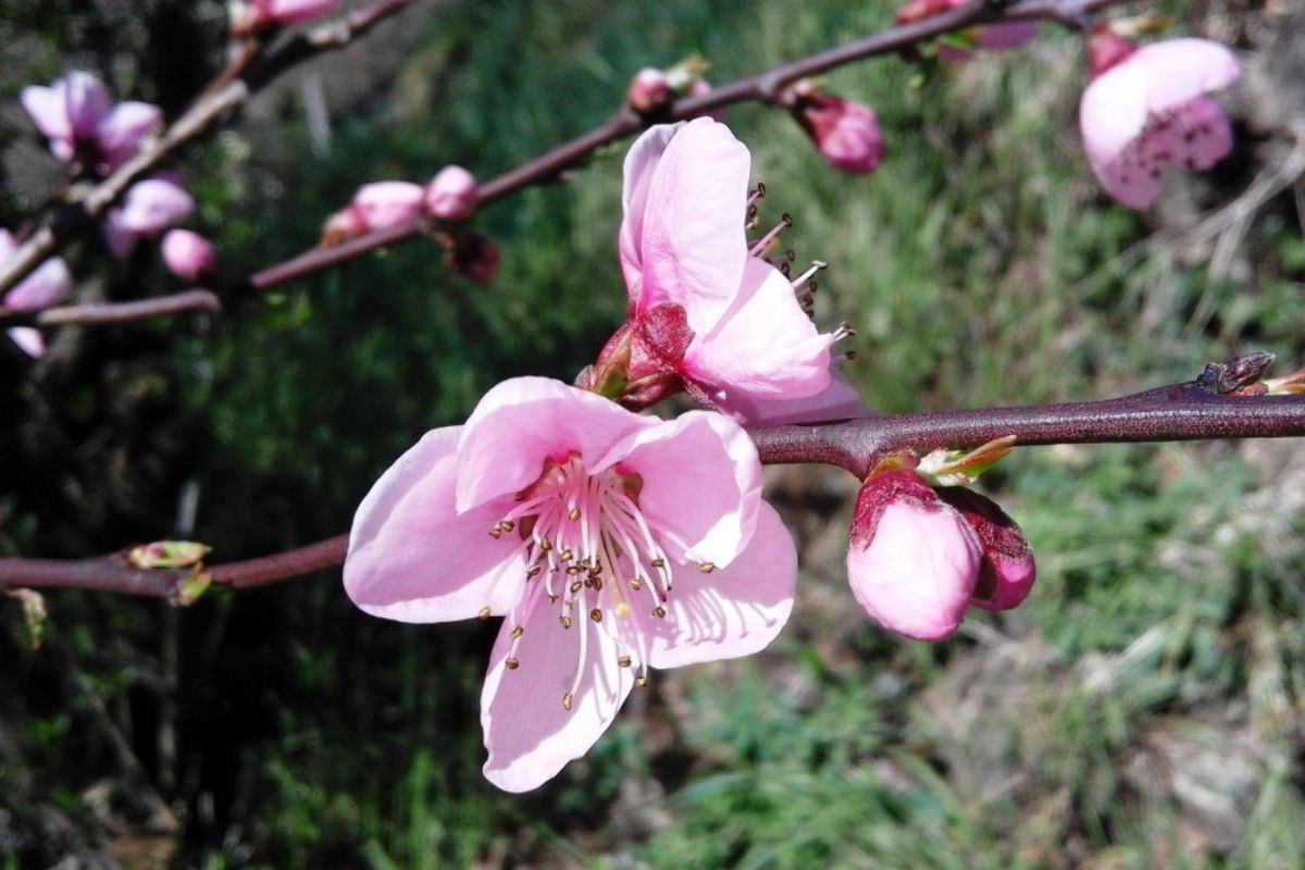 Verde Chiaro di Corcapolo