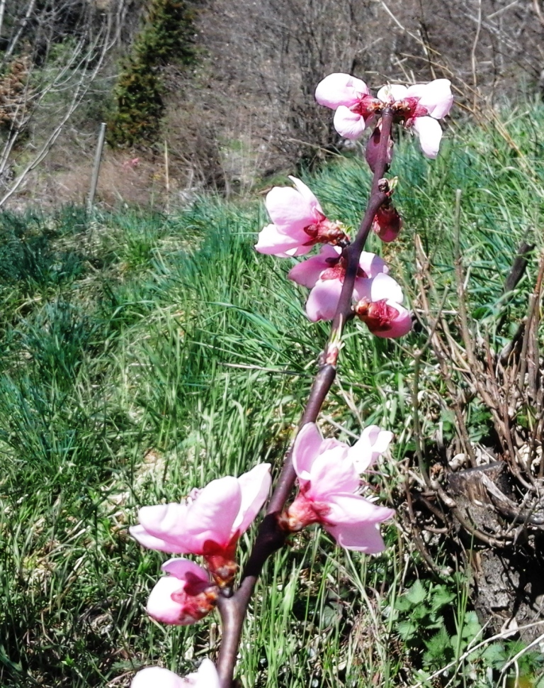 Verde Chiaro di Corcapolo