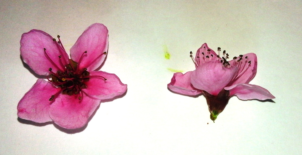 Verde Chiaro di Corcapolo