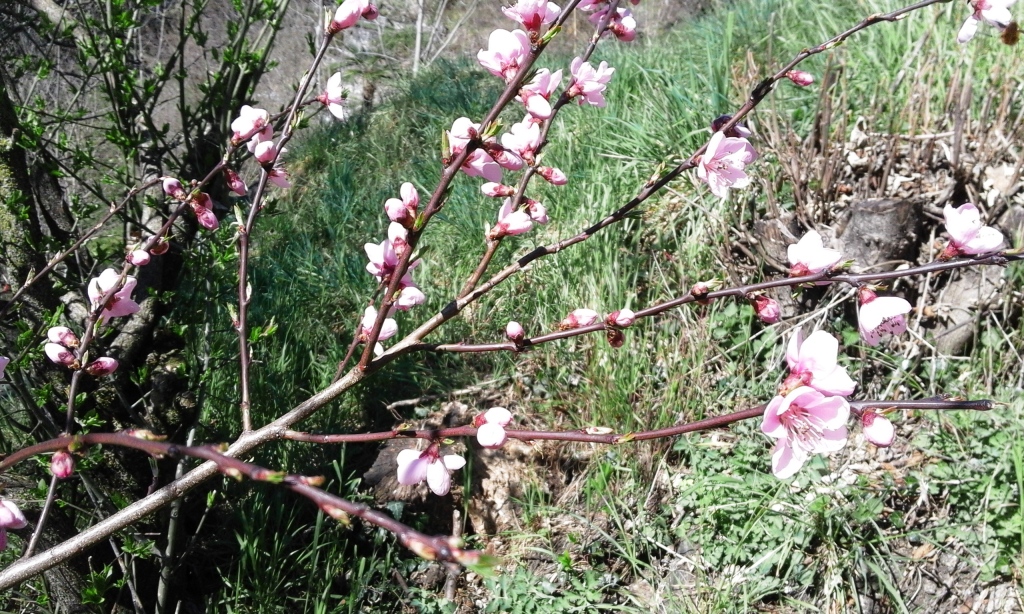 Verde Chiaro di Corcapolo