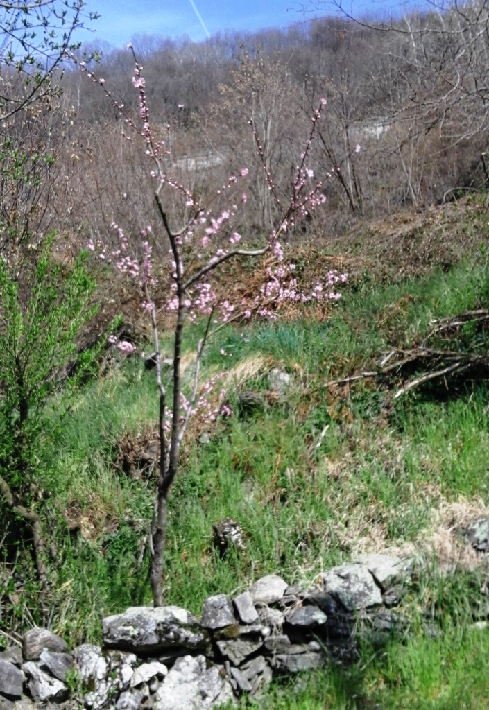 Verde Chiaro di Corcapolo