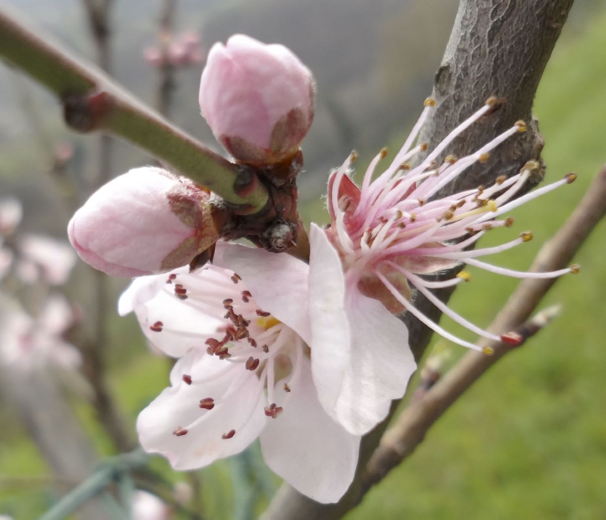 Grüngelber aus Arogno