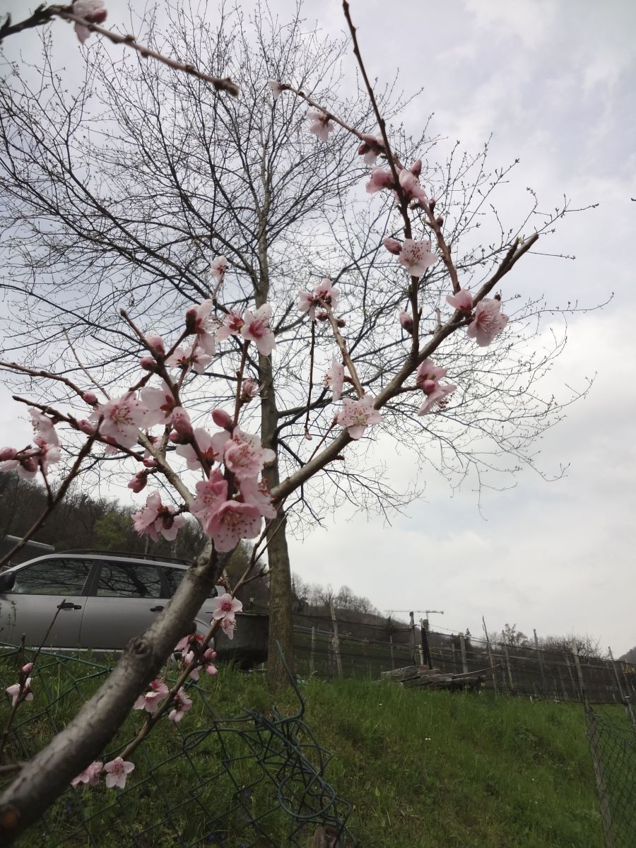 Grüngelber aus Arogno