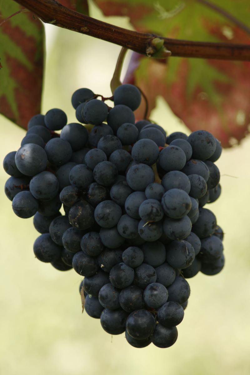 Alicante Bouschet