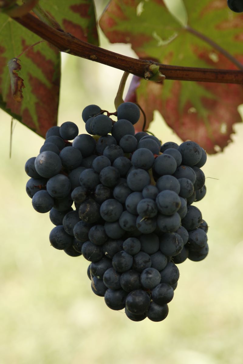 Alicante Bouschet