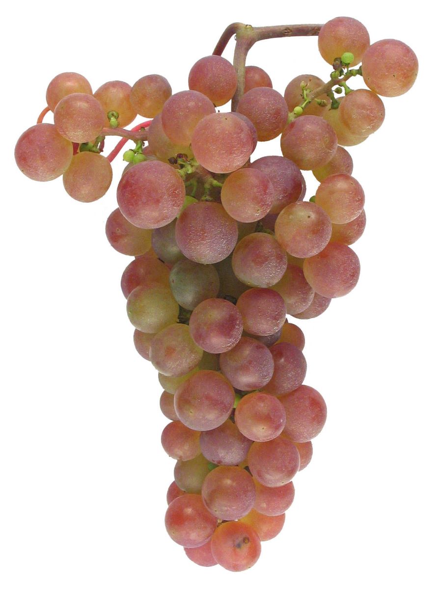Chasselas Violet
