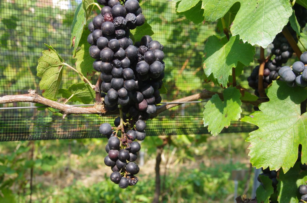 Gamay Teinturier de Chaudenay