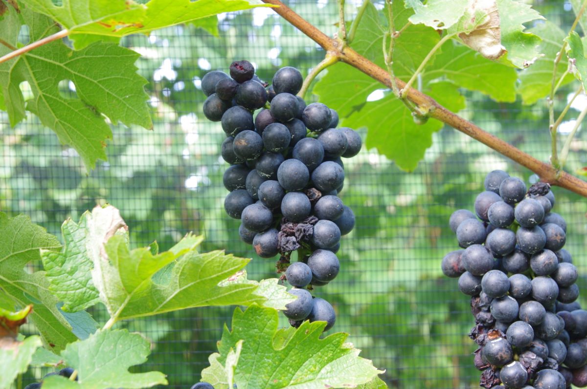 Gamay Teinturier de Chaudenay