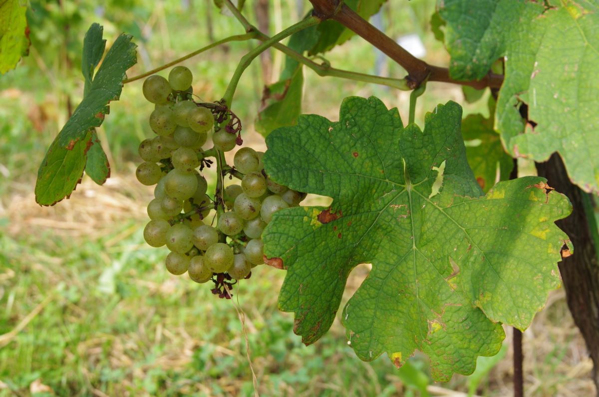 Marsanne Blanche