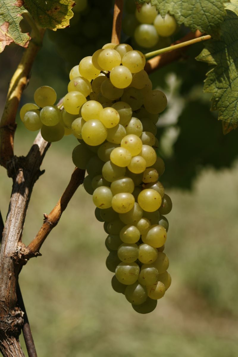 Muscat Blanc à Petits Grains 