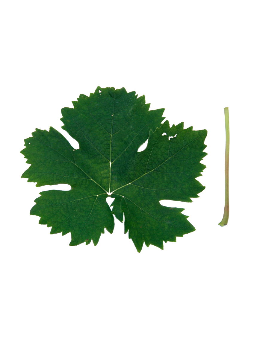 Muscat Blanc à Petits Grains 