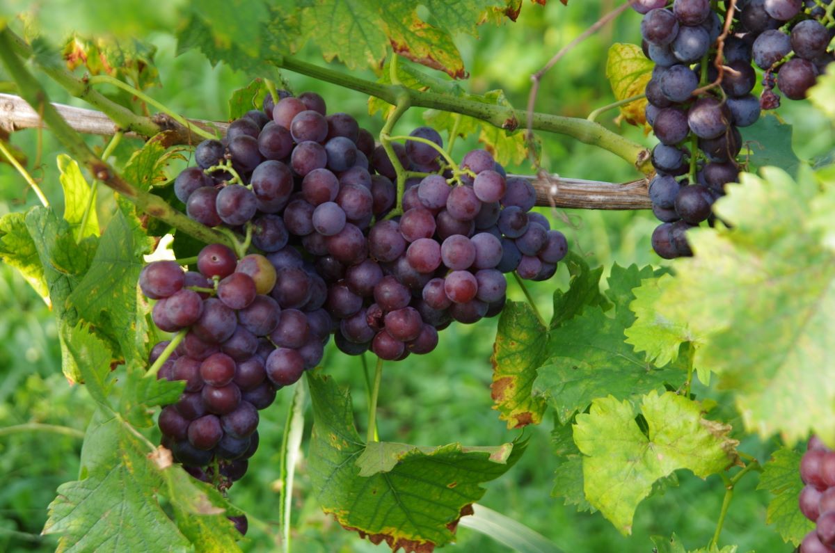 Muscat à Petits Grains Rouge