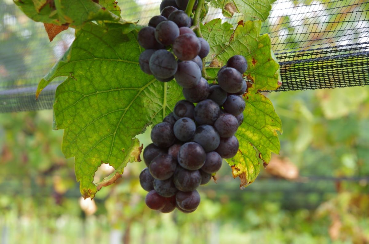 Muscat à Petits Grains Rouge