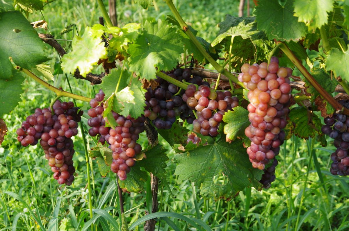 Muscat à Petits Grains Rouge