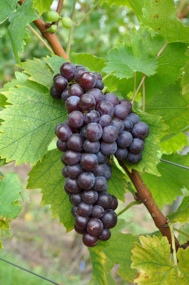 Muscat Noir