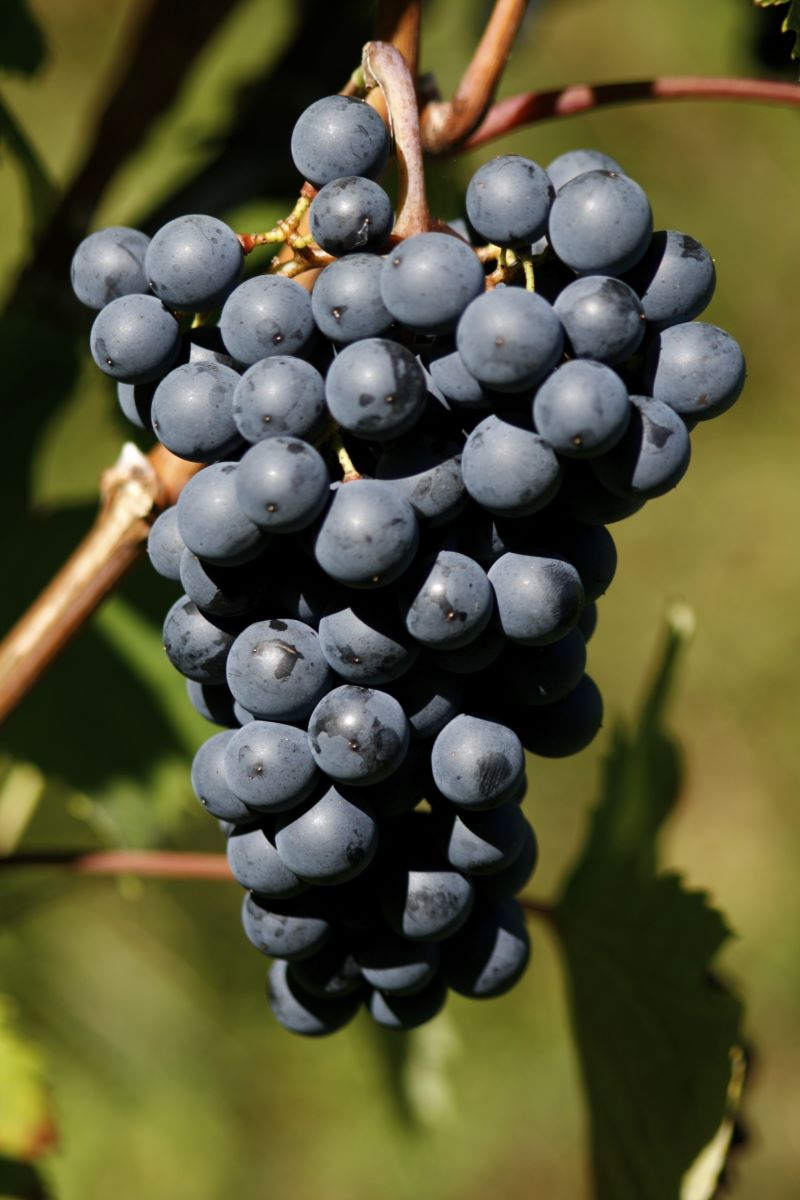 Lambrusca di Alessandria