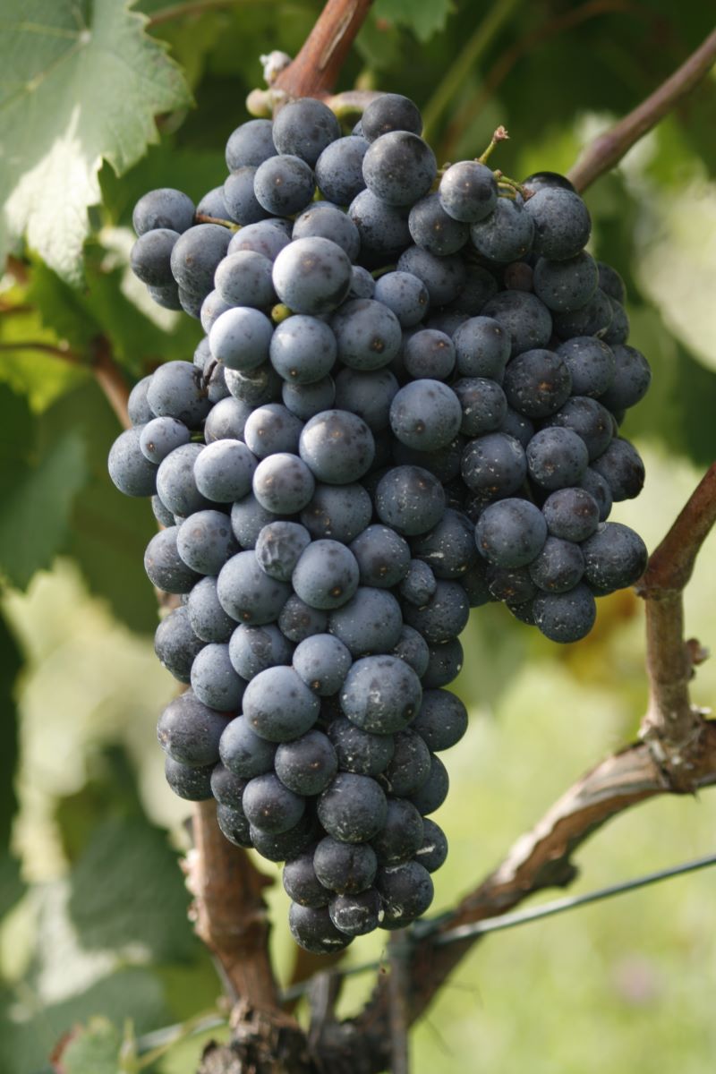 Fortana nera (Syn. Rapa)