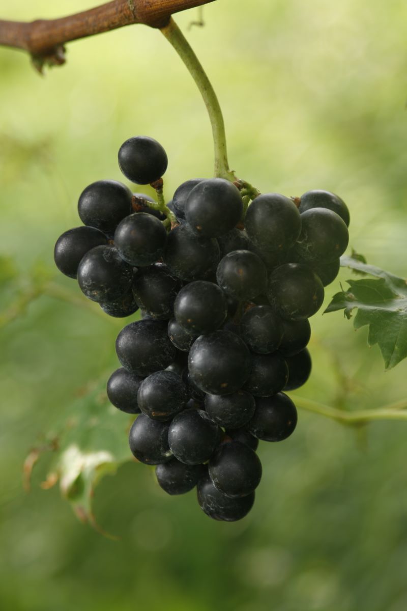 Fortana nera (Syn. Rapa)