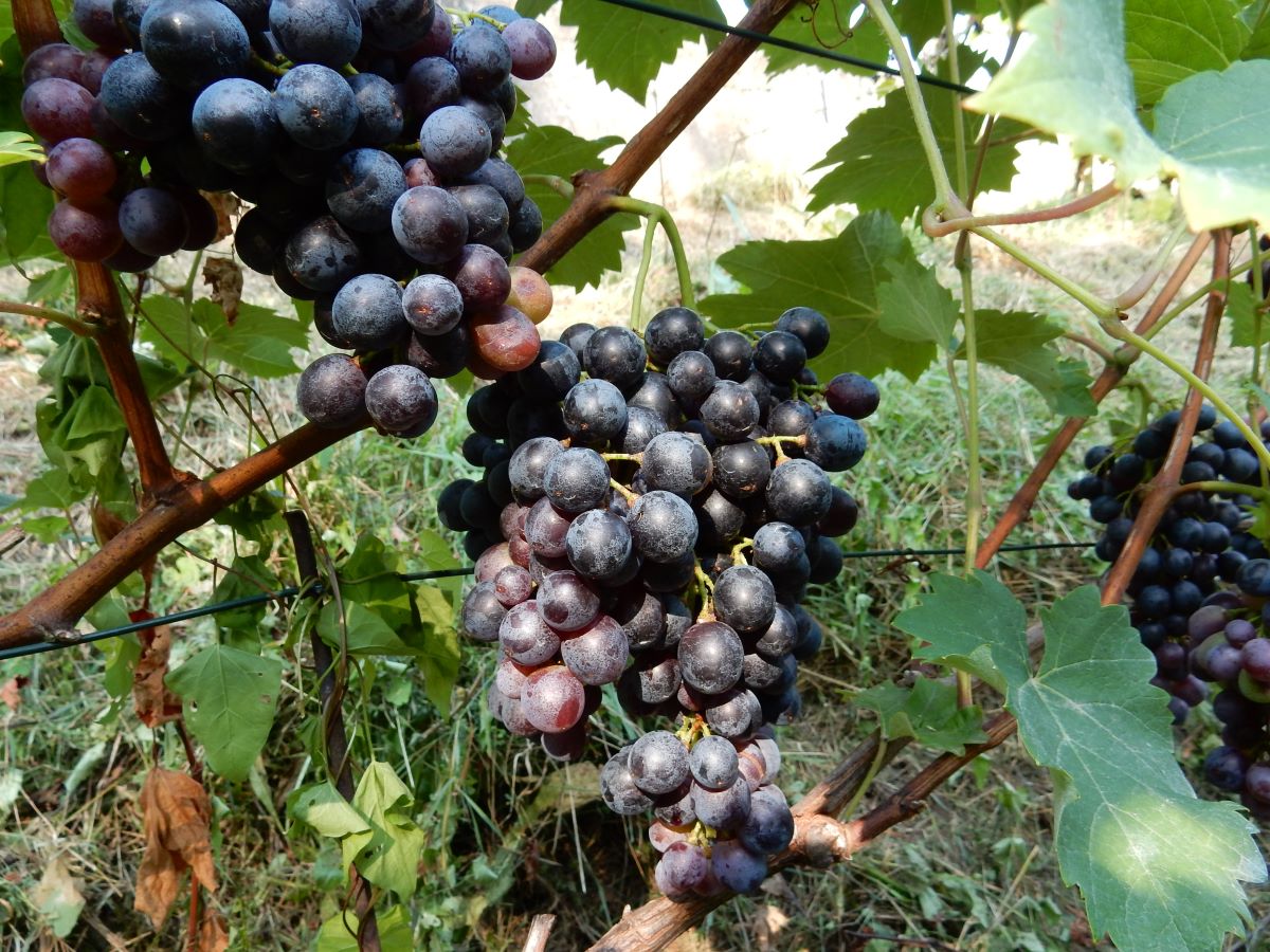 Fortana nera (Syn. Rapa)