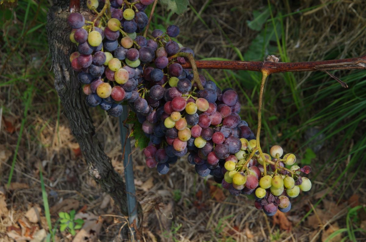 Fortana nera (Syn. Rapa)