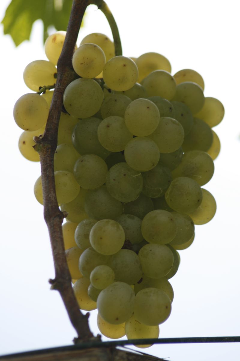 Bianco di Minusio Ronchetti