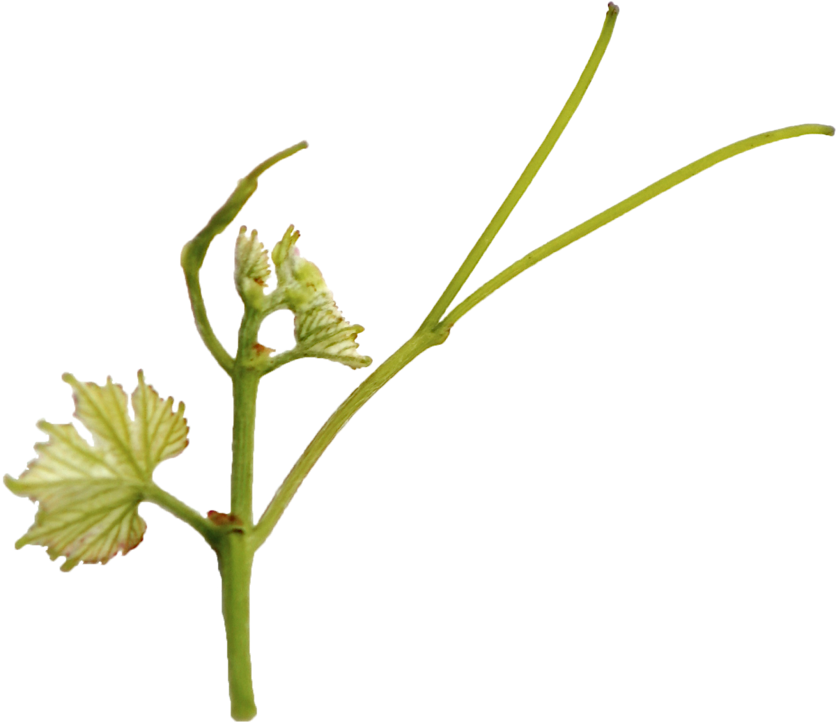 Bianco di Minusio Ronchetti