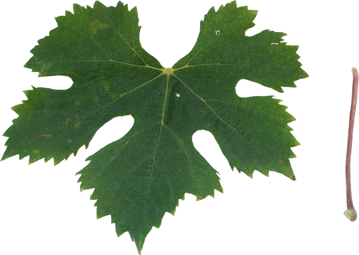 Bianco di Minusio Ronchetti