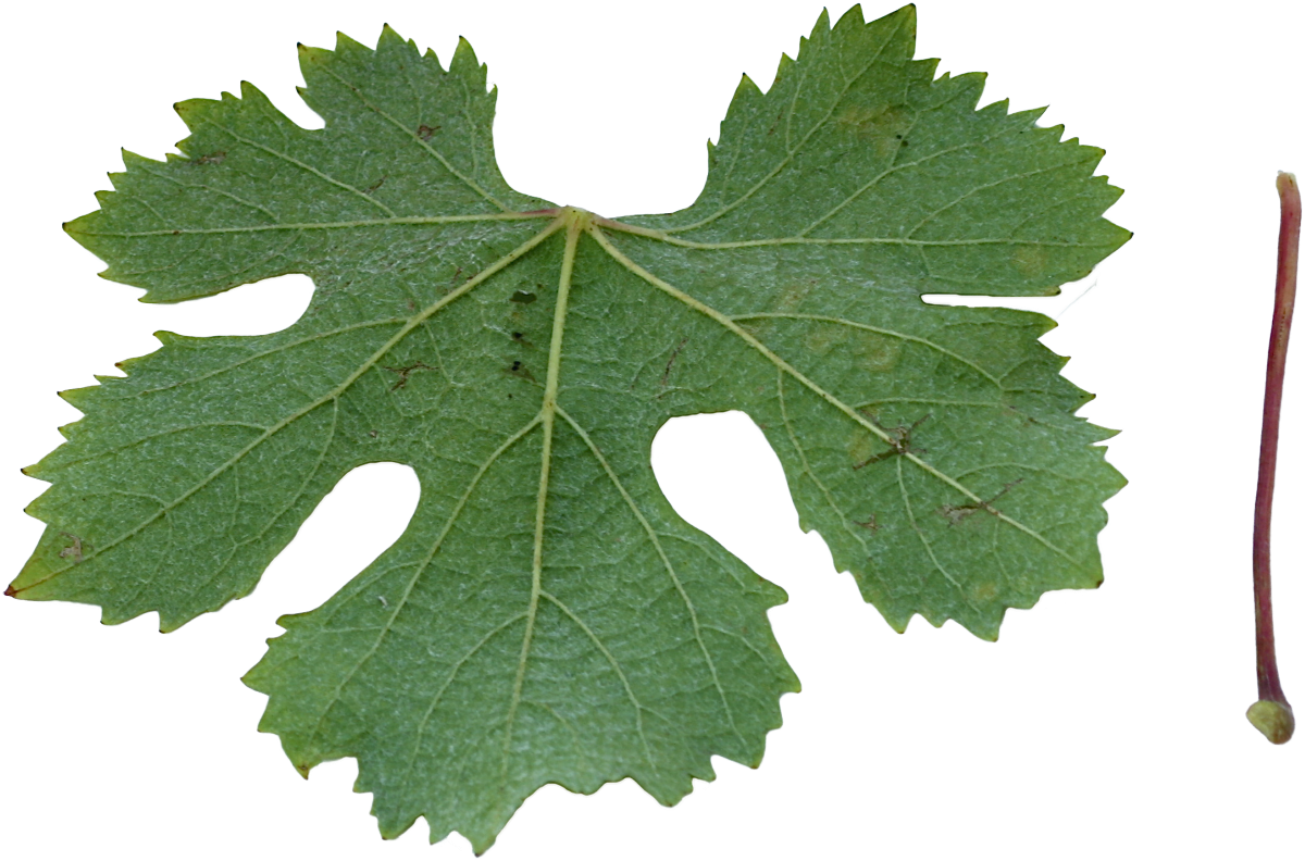 Bianco di Minusio Ronchetti