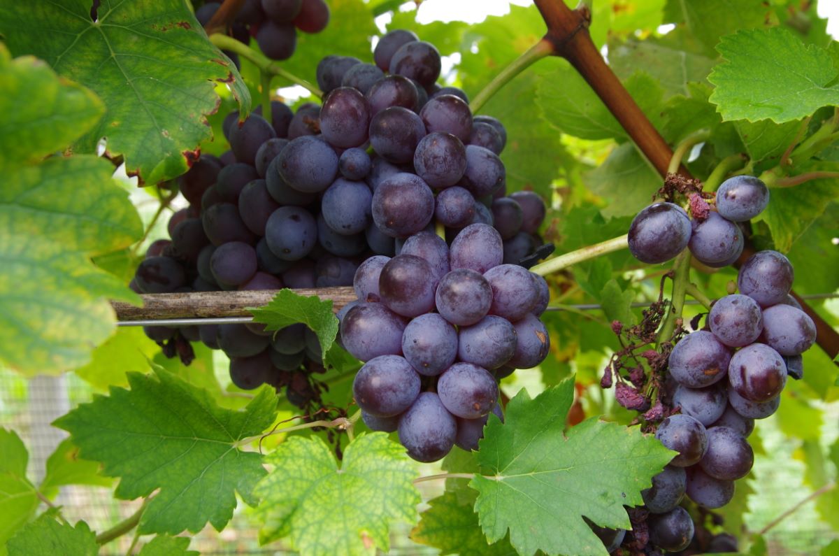 Schwarzer Erlenbacher