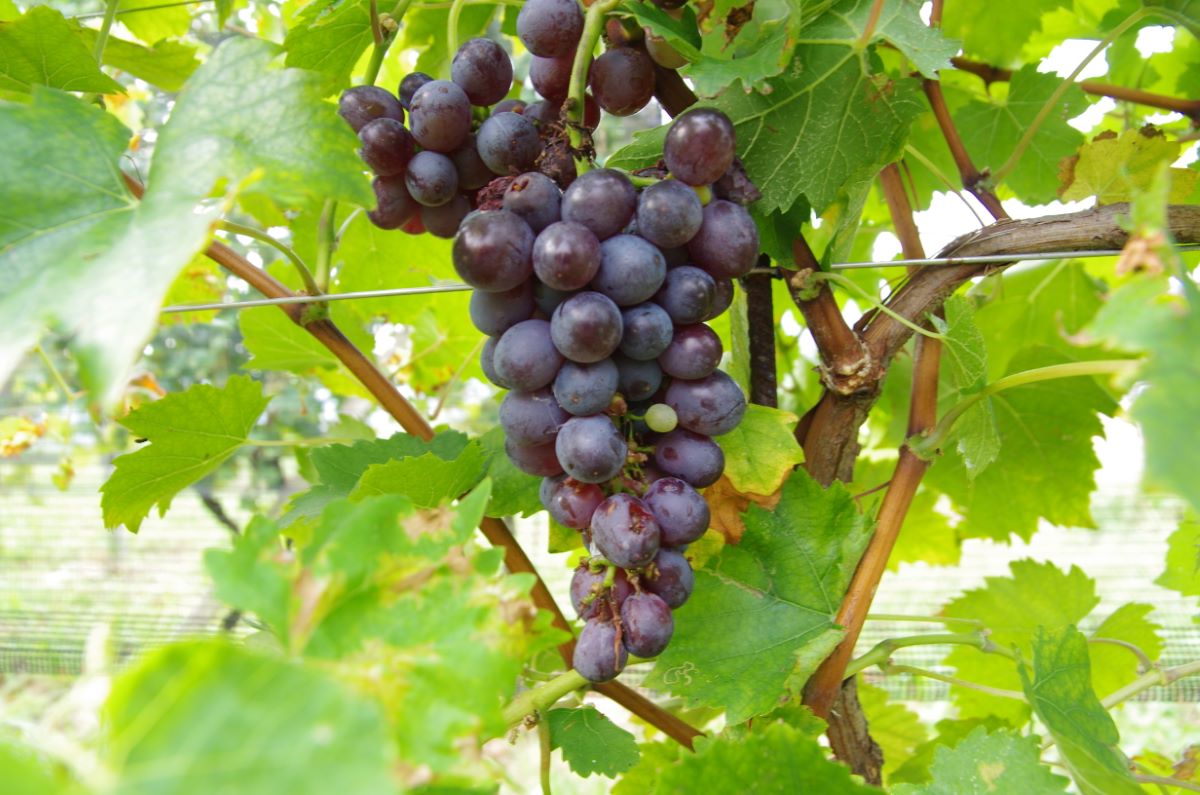 Schwarzer Erlenbacher