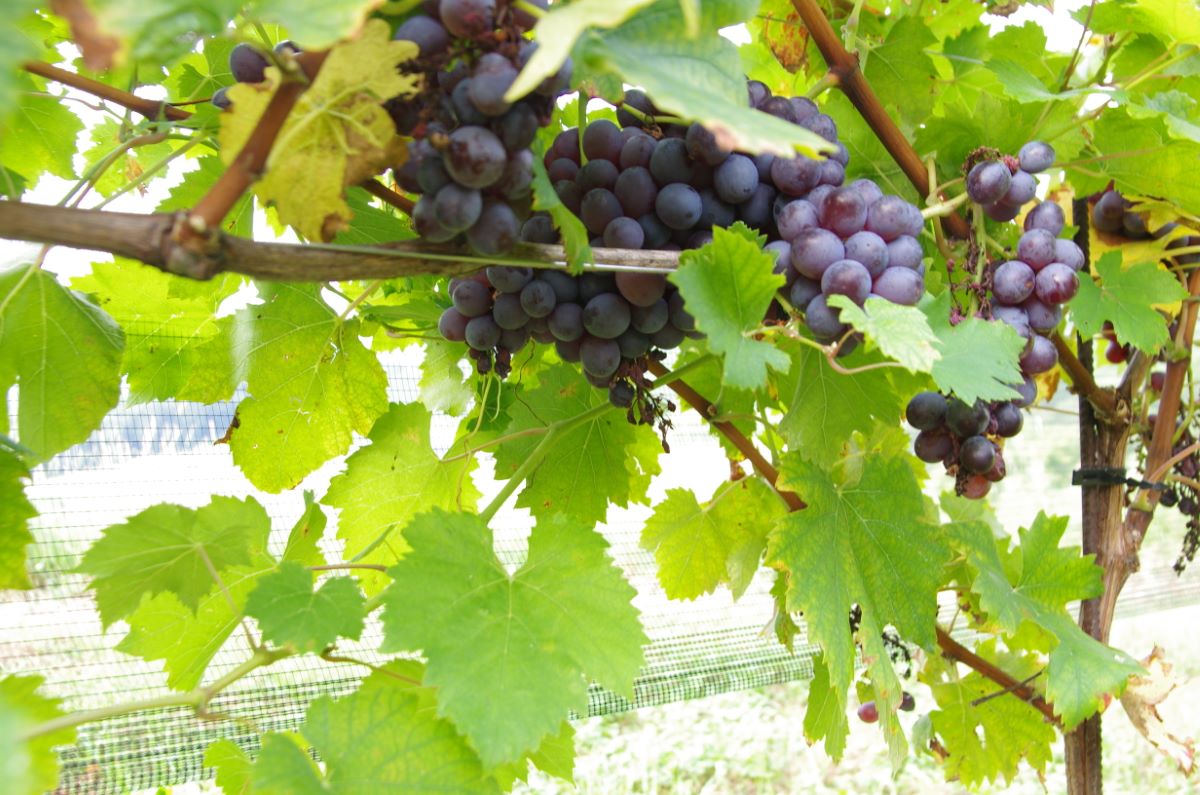 Schwarzer Erlenbacher