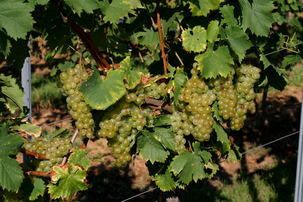 Weissgelber Muskateller